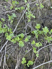 Ranunculus californicus