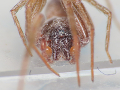 Harpactea longobarda