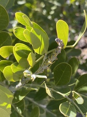 Fabaceae