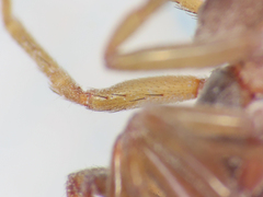 Harpactea longobarda