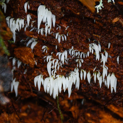 Mucronella fusiformis