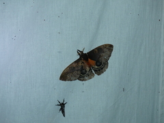 Automeris larra