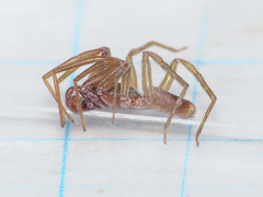 Harpactea longobarda