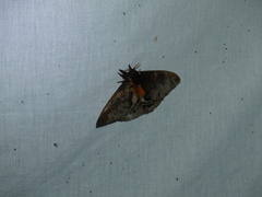 Automeris larra