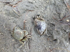 Hemigrapsus crenulatus