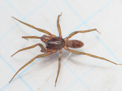 Harpactea longobarda