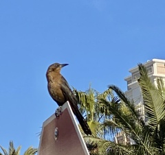 Quiscalus mexicanus