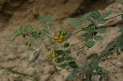 Colutea atlantica