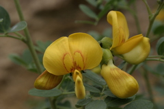 Colutea atlantica