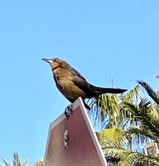Quiscalus mexicanus