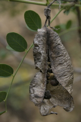 Colutea atlantica