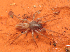 Harpactea longobarda