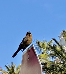 Quiscalus mexicanus