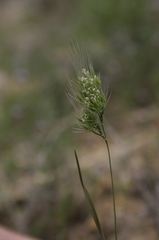 Cynosurus obliquatus