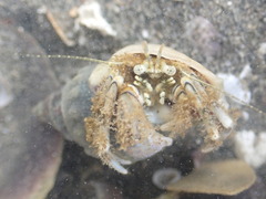 Pagurus novizealandiae