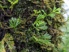 Elaphoglossum