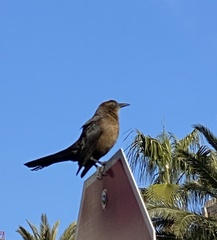 Quiscalus mexicanus