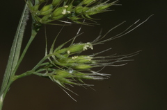 Cynosurus obliquatus