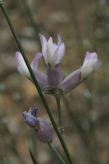 Erinacea anthyllis