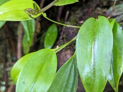 Pleurothallis ruscifolia