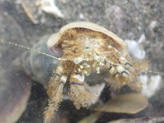 Pagurus novizealandiae