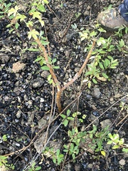 Jatropha gossypiifolia