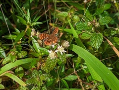 Antillea pelops