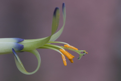 Billbergia amoena