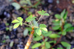 Jatropha gossypiifolia