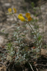 Lotus longisiliquosus