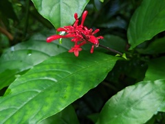 Odontonema