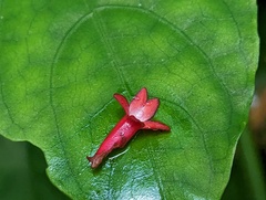 Odontonema