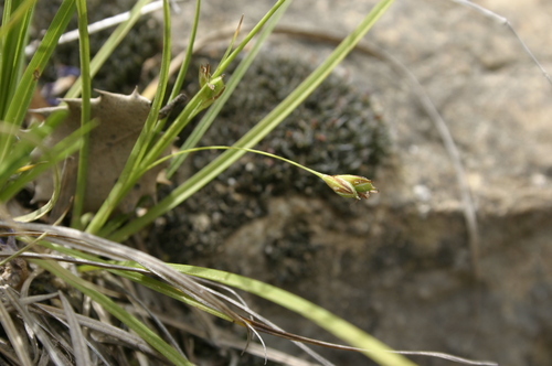 Carex halleriana image