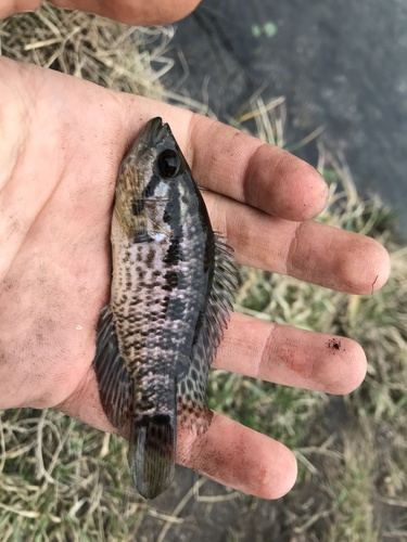 Aztec cichlid (Parachromis managuensis) — Cichlidae