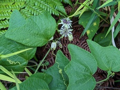 Passiflora sexflora