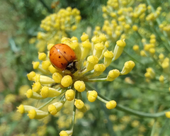 Harmonia axyridis