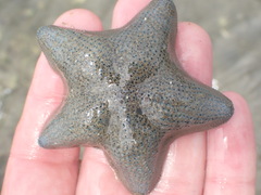 Patiriella regularis