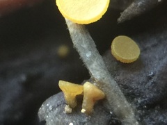 Chloroscypha alutipes