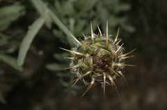 Centaurea pubescens