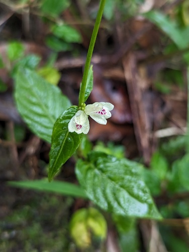 Puerto Rico Water-willow (Justicia martinsoniana)