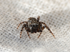 Attulus distinguendus