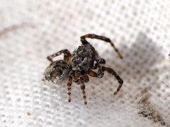 Attulus distinguendus