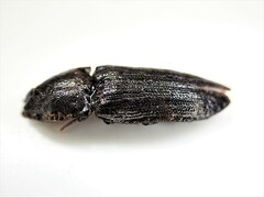 Agrypninae