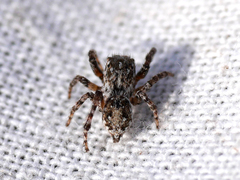 Attulus distinguendus