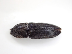 Agrypninae
