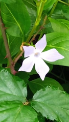 Vinca difformis