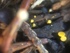 Chloroscypha alutipes