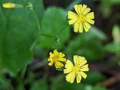 Youngia