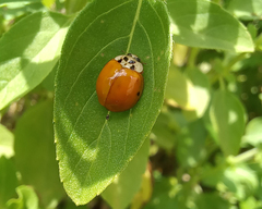 Harmonia axyridis