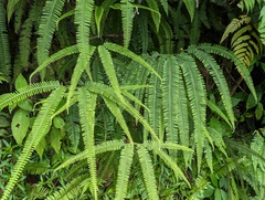 Gleichenella